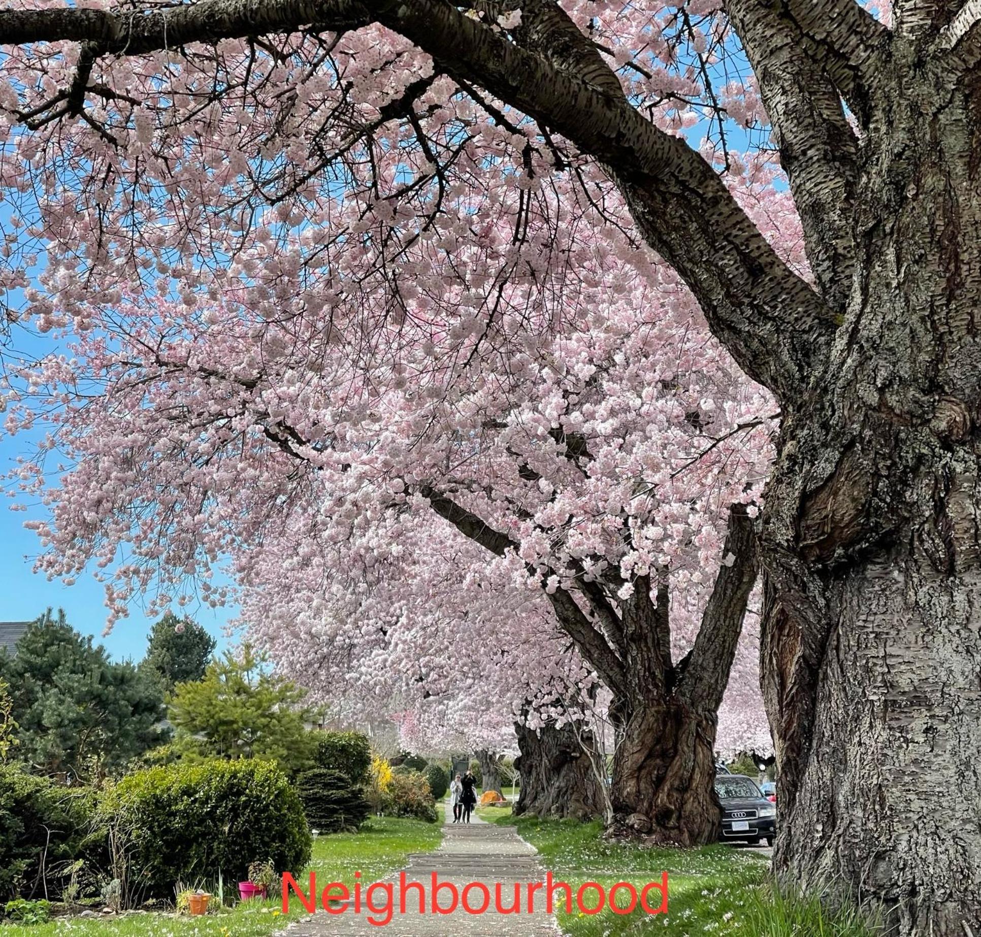 South Vancouver Guesthouse المظهر الخارجي الصورة